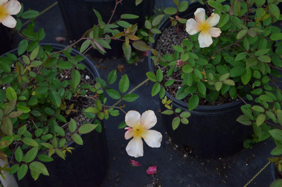 Mutabilis - Butterfly Rose | 6ft Rose Bush – Antique Rose Emporium