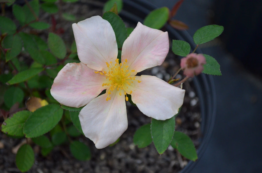 Mutabilis - Butterfly Rose | 6ft Rose Bush – Antique Rose Emporium