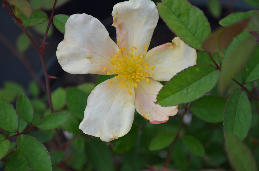 Mutabilis - Butterfly Rose | 6ft Rose Bush – Antique Rose Emporium