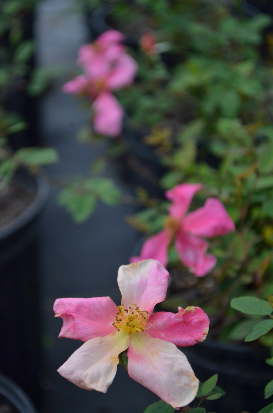 Mutabilis - Butterfly Rose | 6ft Rose Bush – Antique Rose Emporium