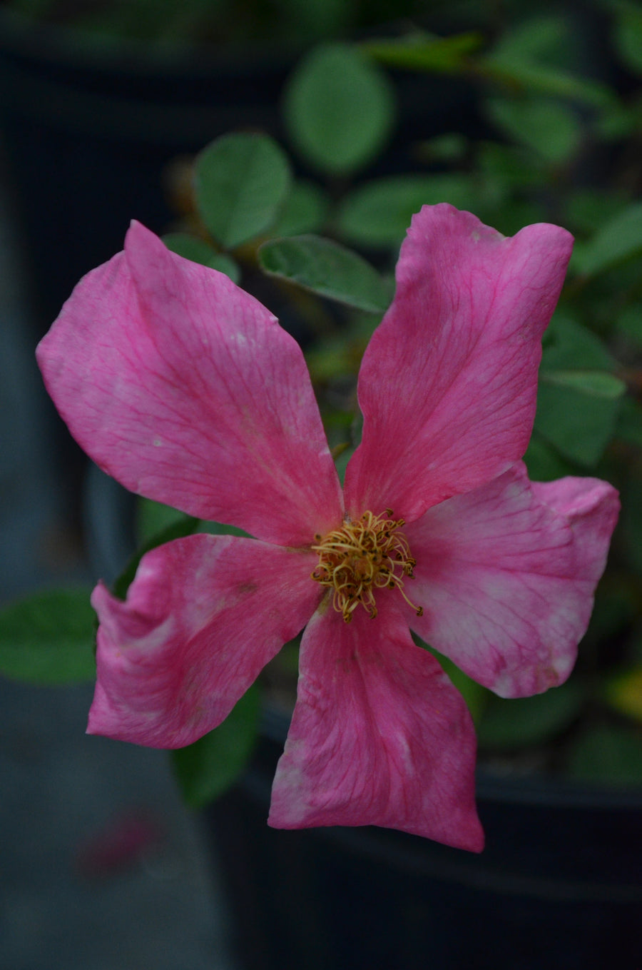 Mutabilis - Butterfly Rose | 6ft Rose Bush – Antique Rose Emporium