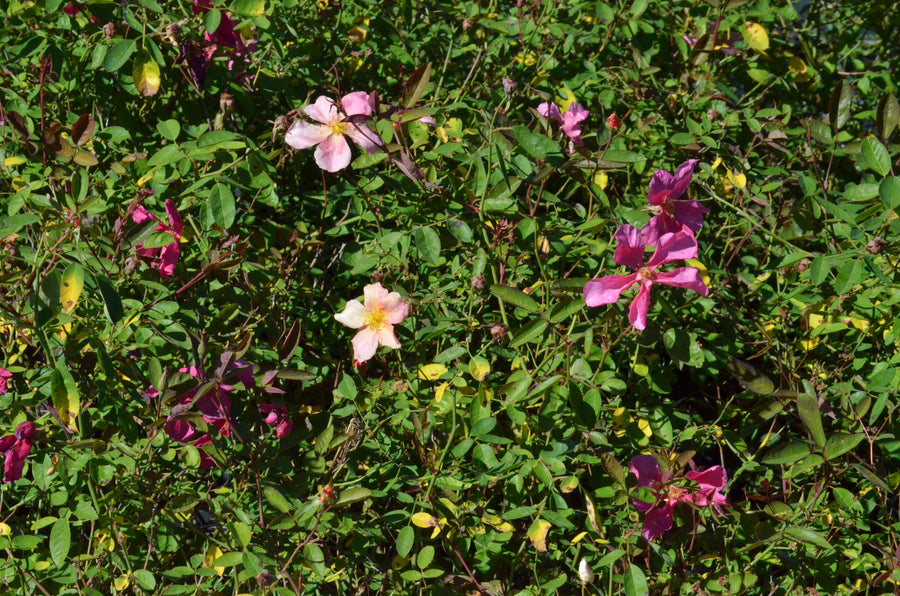 Mutabilis - Butterfly Rose | 6ft Rose Bush – Antique Rose Emporium