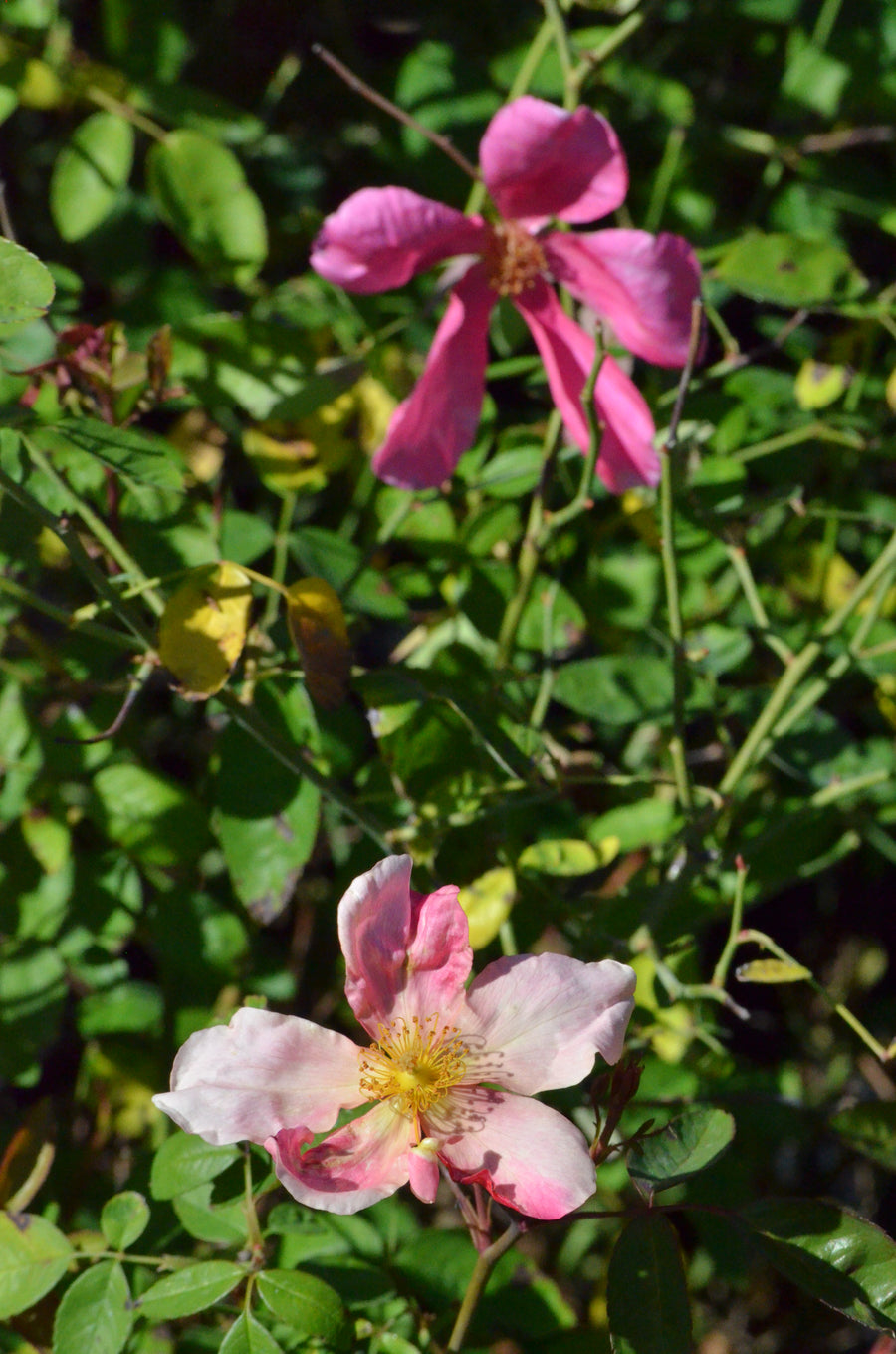 Mutabilis - Butterfly Rose | 6ft Rose Bush – Antique Rose Emporium