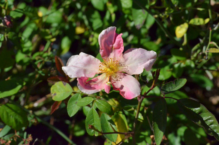 Mutabilis
