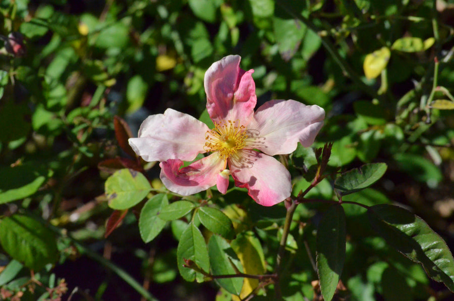 Mutabilis - Butterfly Rose | 6ft Rose Bush – Antique Rose Emporium