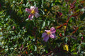 Mutabilis - Butterfly Rose | 6ft Rose Bush – Antique Rose Emporium