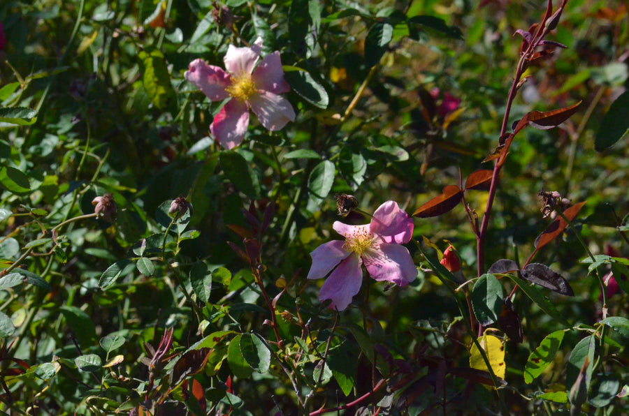 Mutabilis - Butterfly Rose | 6ft Rose Bush – Antique Rose Emporium
