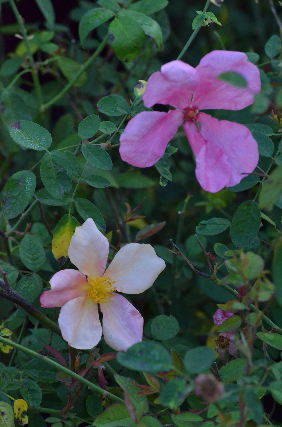 Mutabilis - Butterfly Rose | 6ft Rose Bush – Antique Rose Emporium