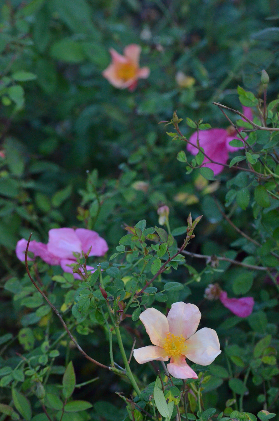 Mutabilis - Butterfly Rose | 6ft Rose Bush – Antique Rose Emporium