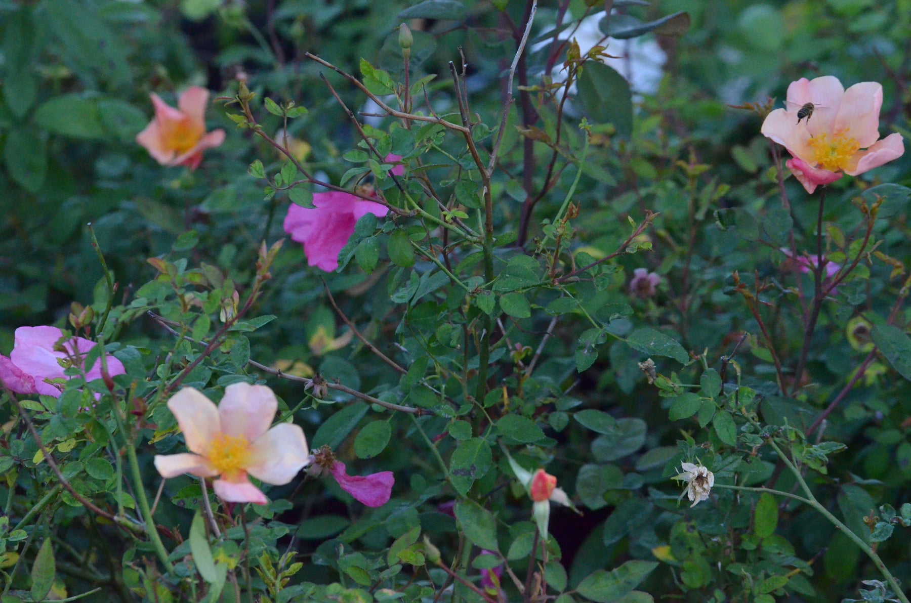 Mutabilis - Butterfly Rose | 6ft Rose Bush – Antique Rose Emporium