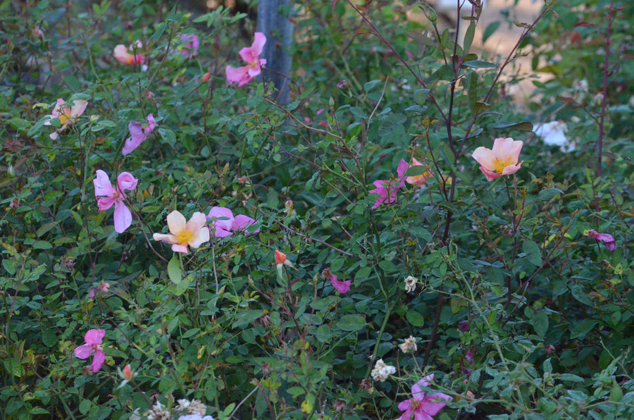 Mutabilis - Butterfly Rose | 6ft Rose Bush – Antique Rose Emporium