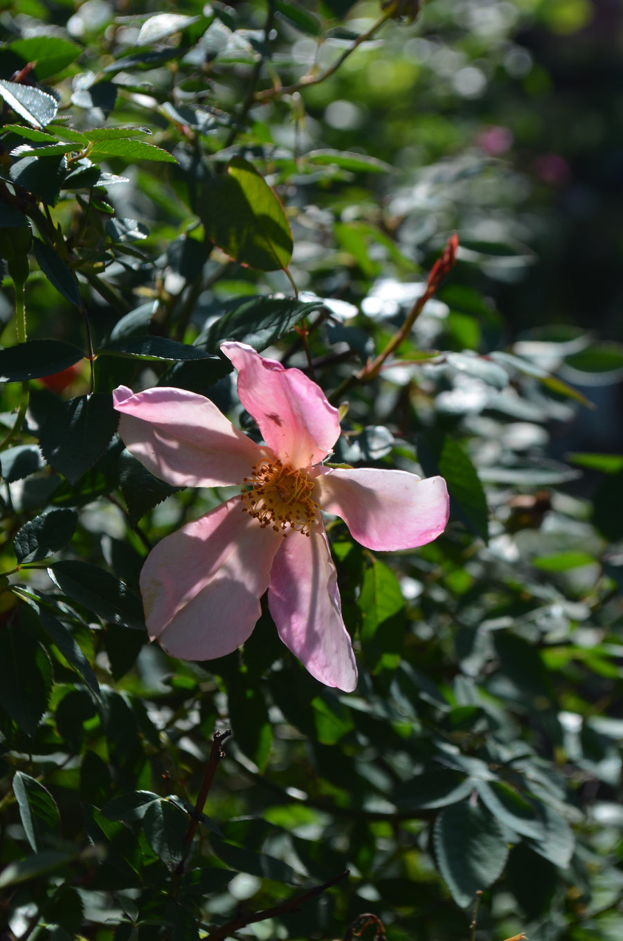 Mutabilis - Butterfly Rose | 6ft Rose Bush – Antique Rose Emporium