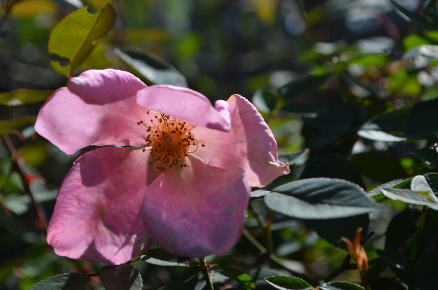 Mutabilis - Butterfly Rose | 6ft Rose Bush – Antique Rose Emporium