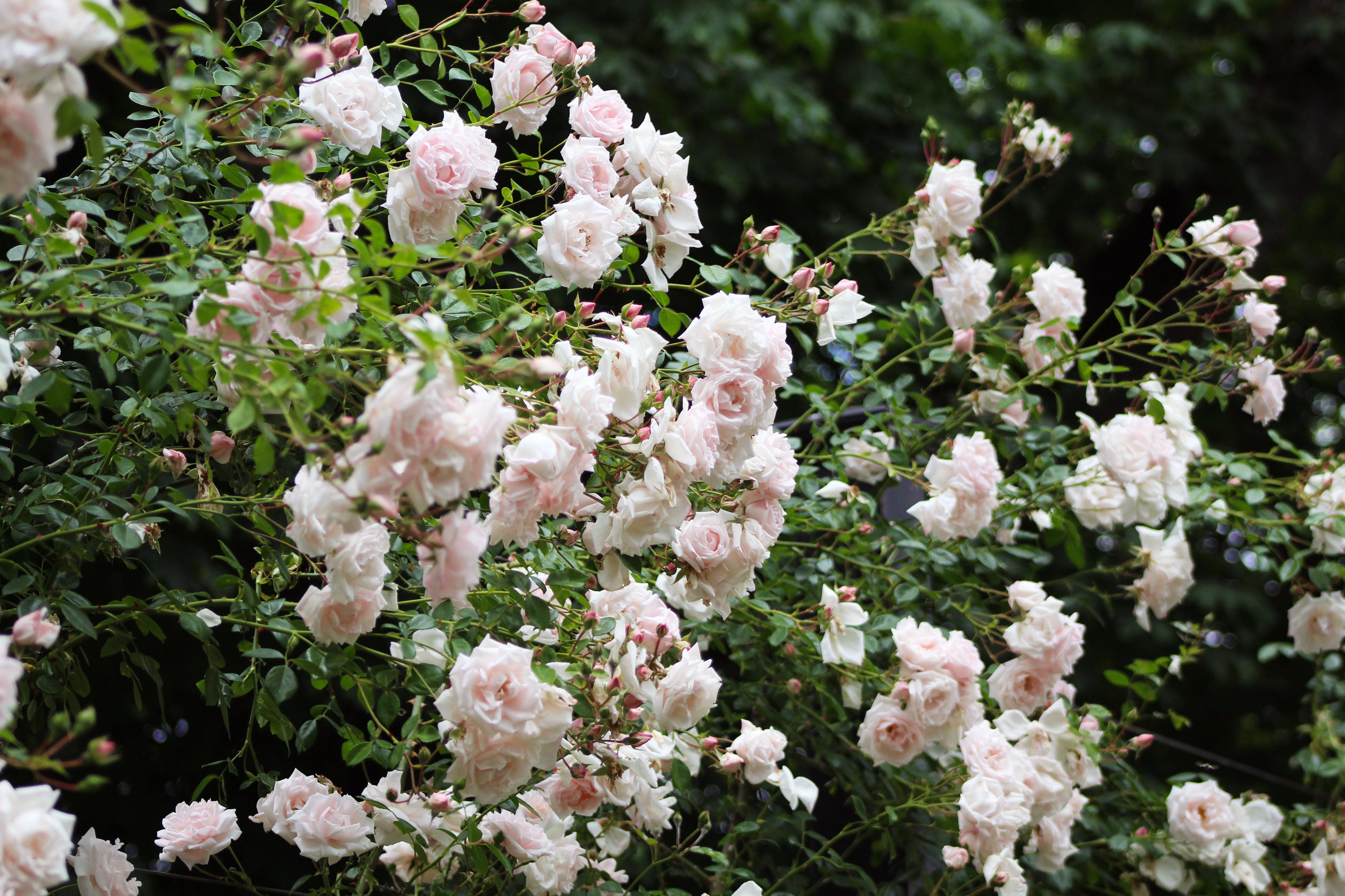 Antique Rose Emporium New Dawn