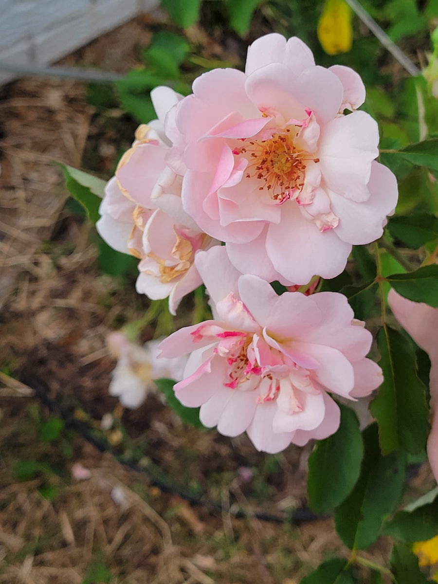 New Dawn – Antique Rose Emporium