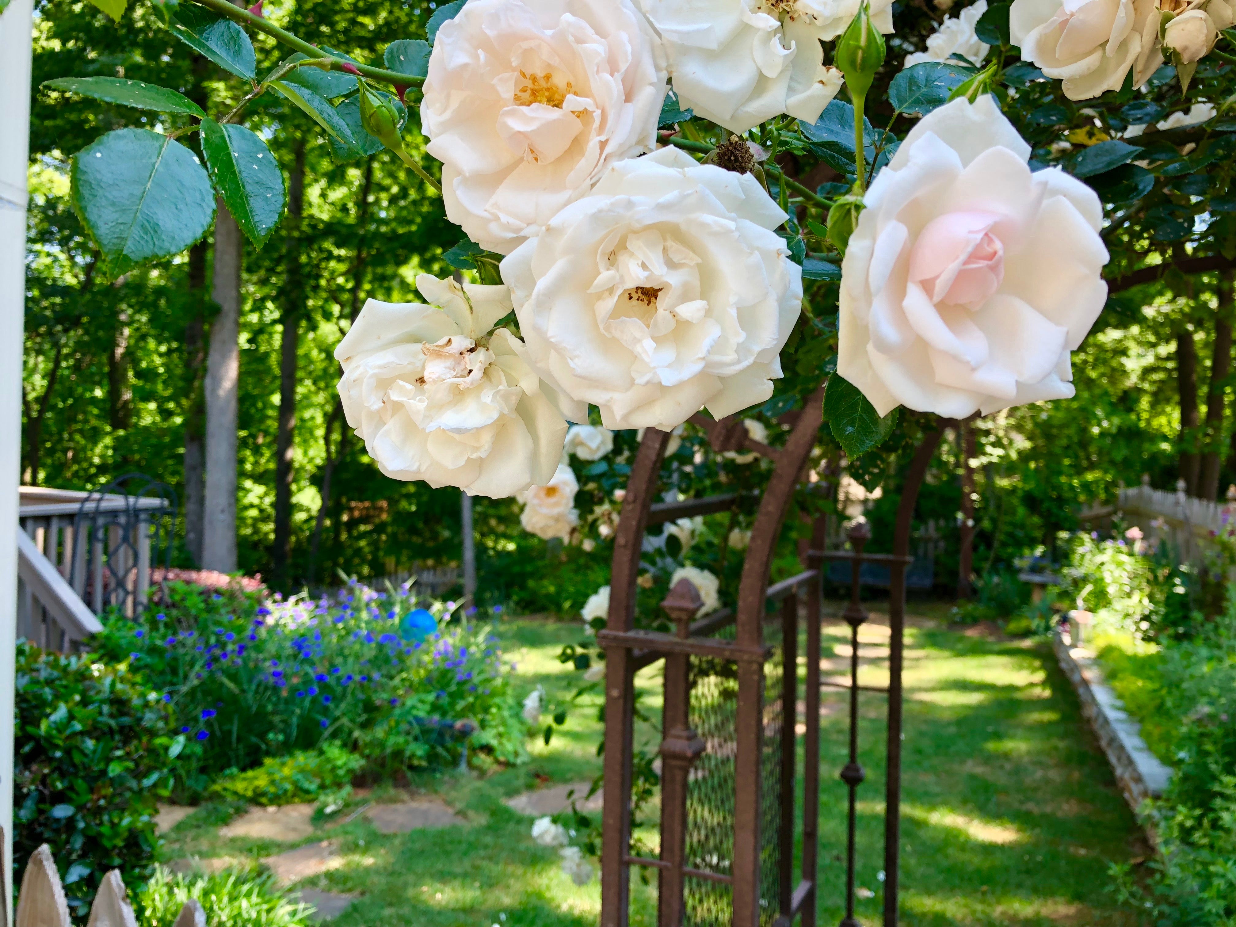 Antique Rose Emporium New Dawn - Thumbnail 3