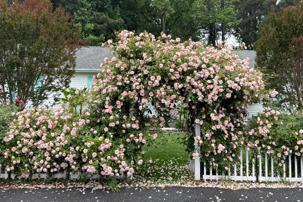 Pink roses wrapped around white picket fence and trellis.