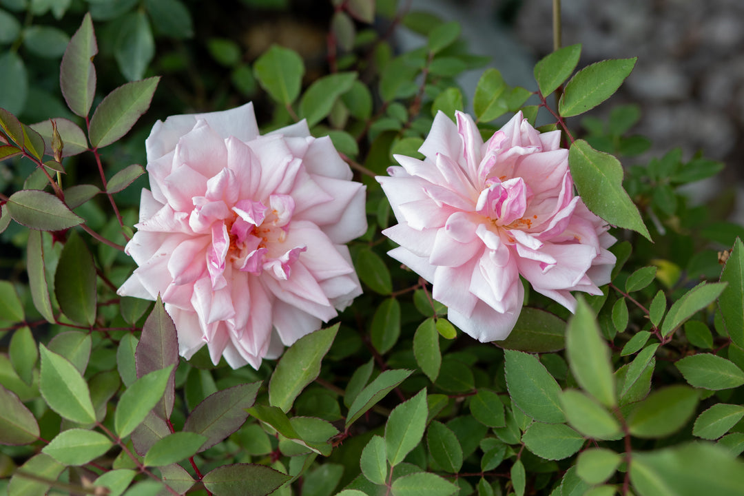 Odee Pink