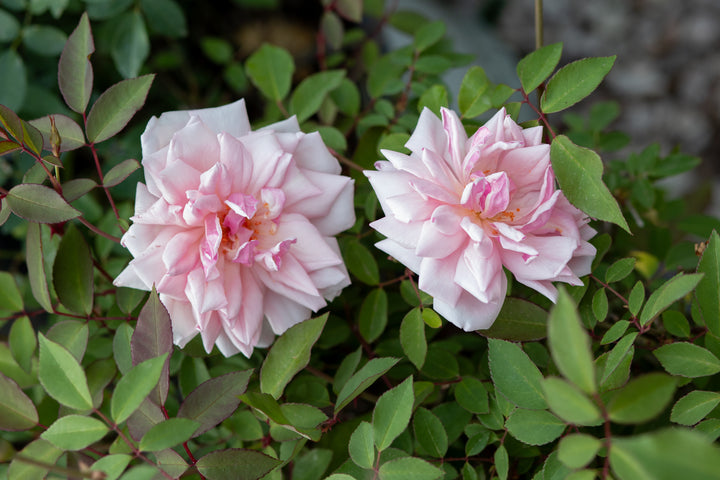 Odee Pink