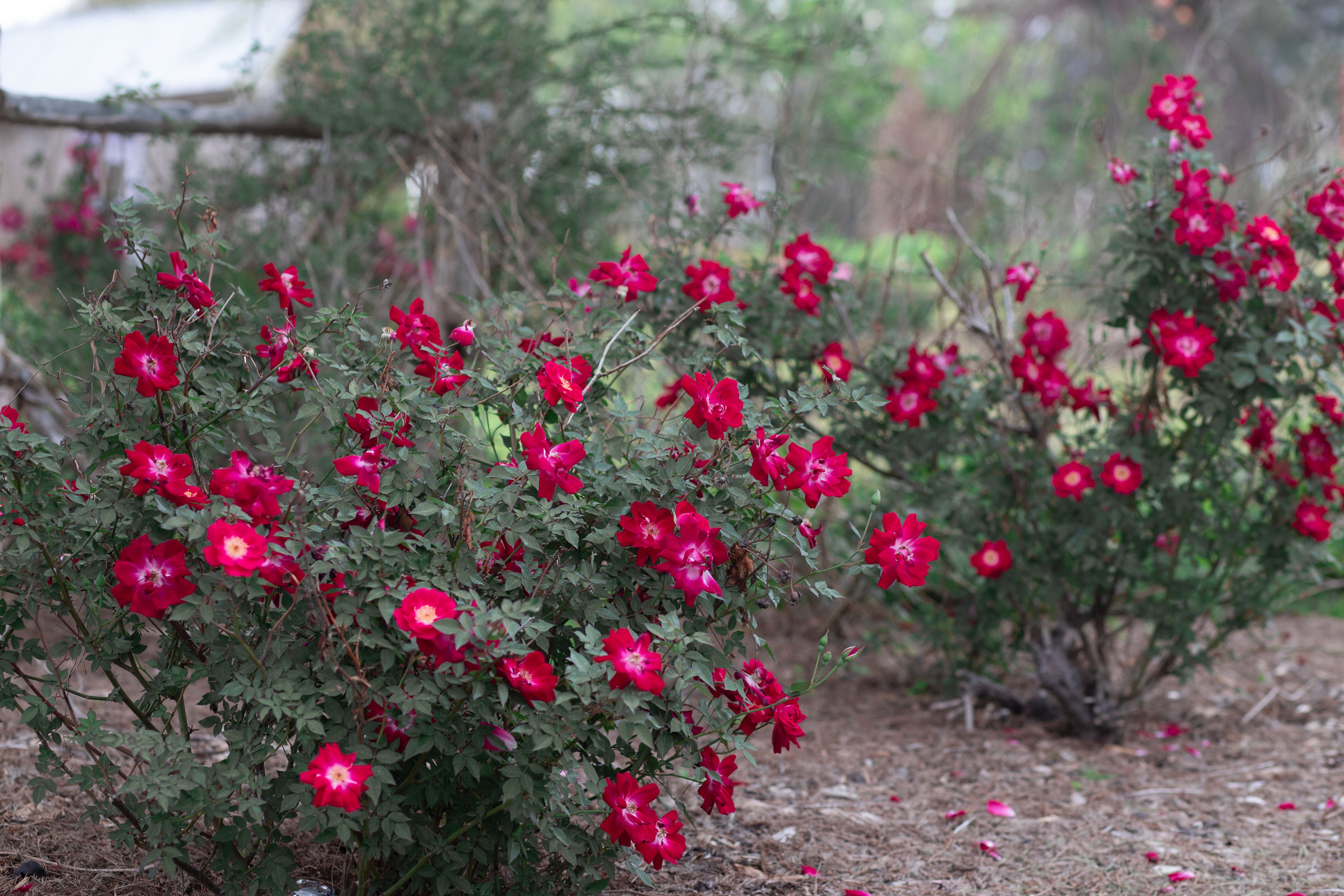 Old Gay Hill Red China – Antique Rose Emporium
