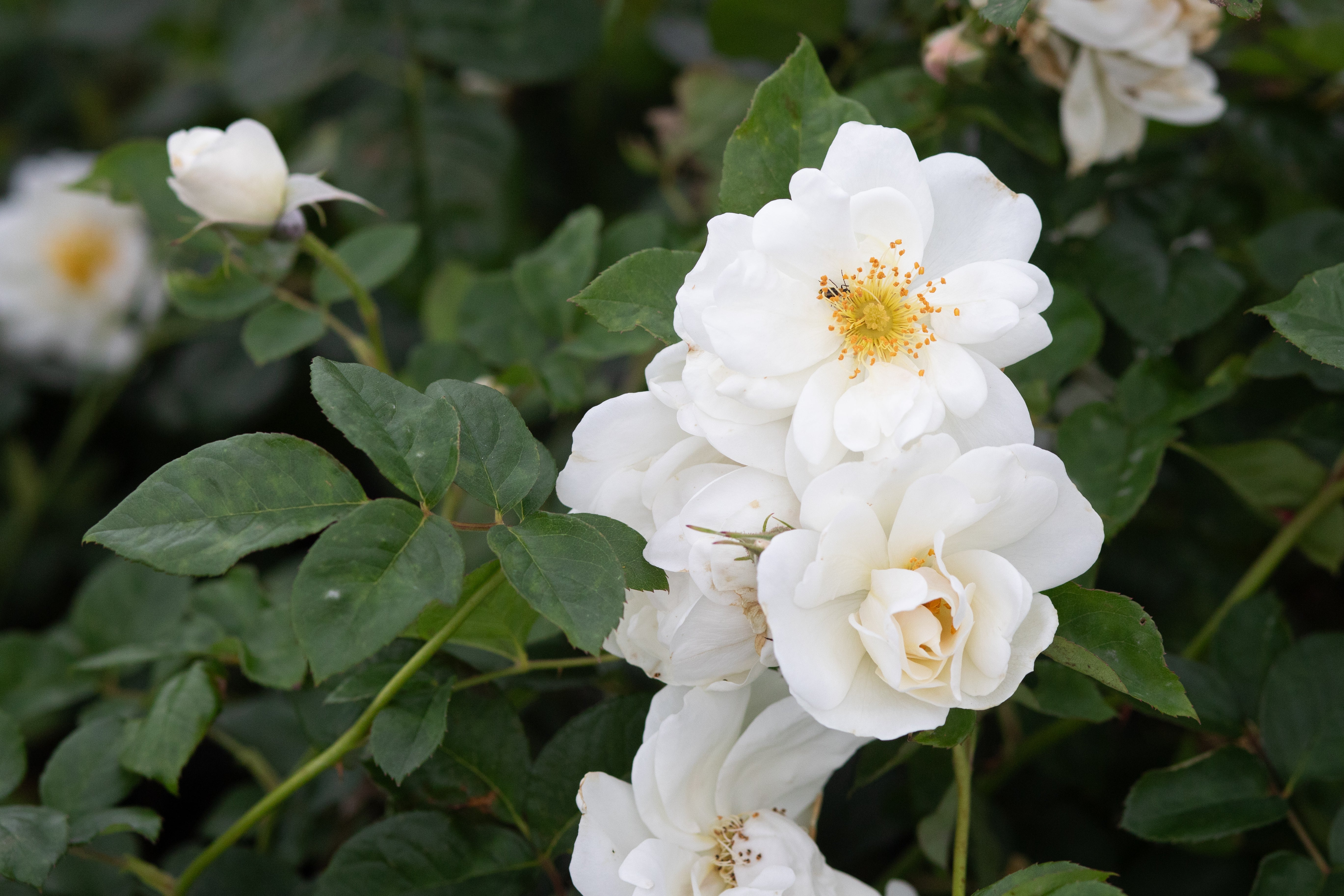 Old Baylor – Antique Rose Emporium