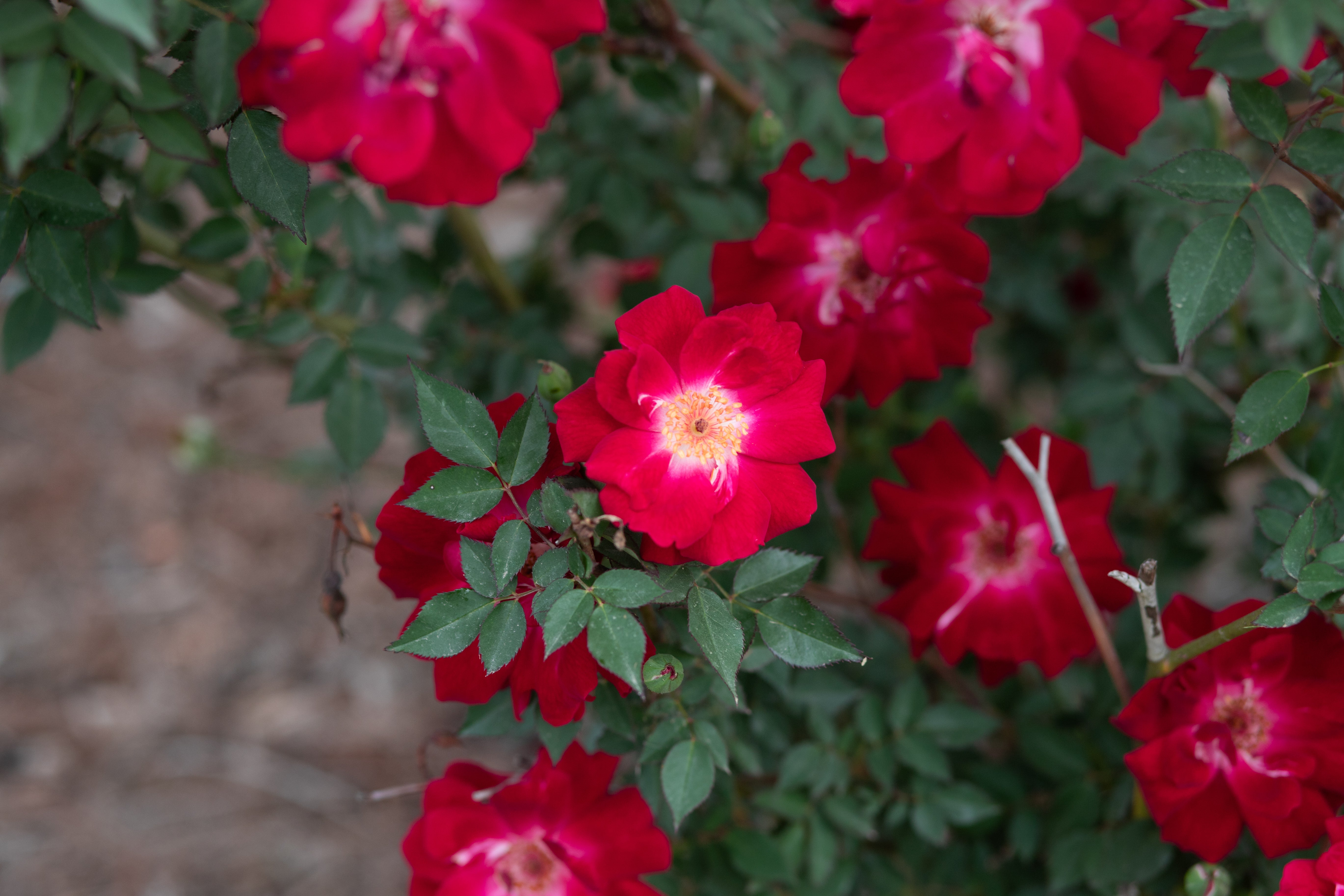 Old Gay Hill Red China – Antique Rose Emporium