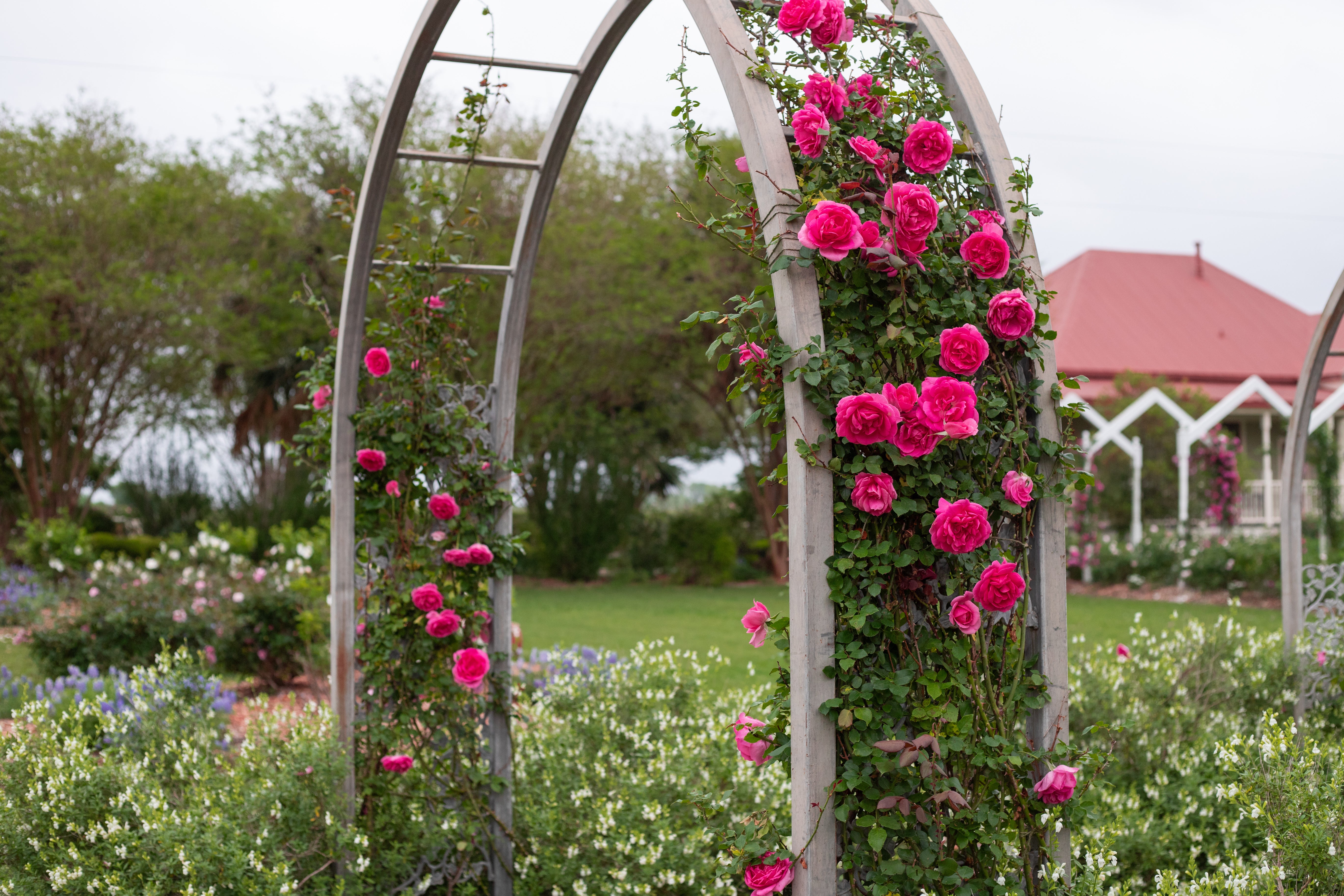 Parade – Antique Rose Emporium