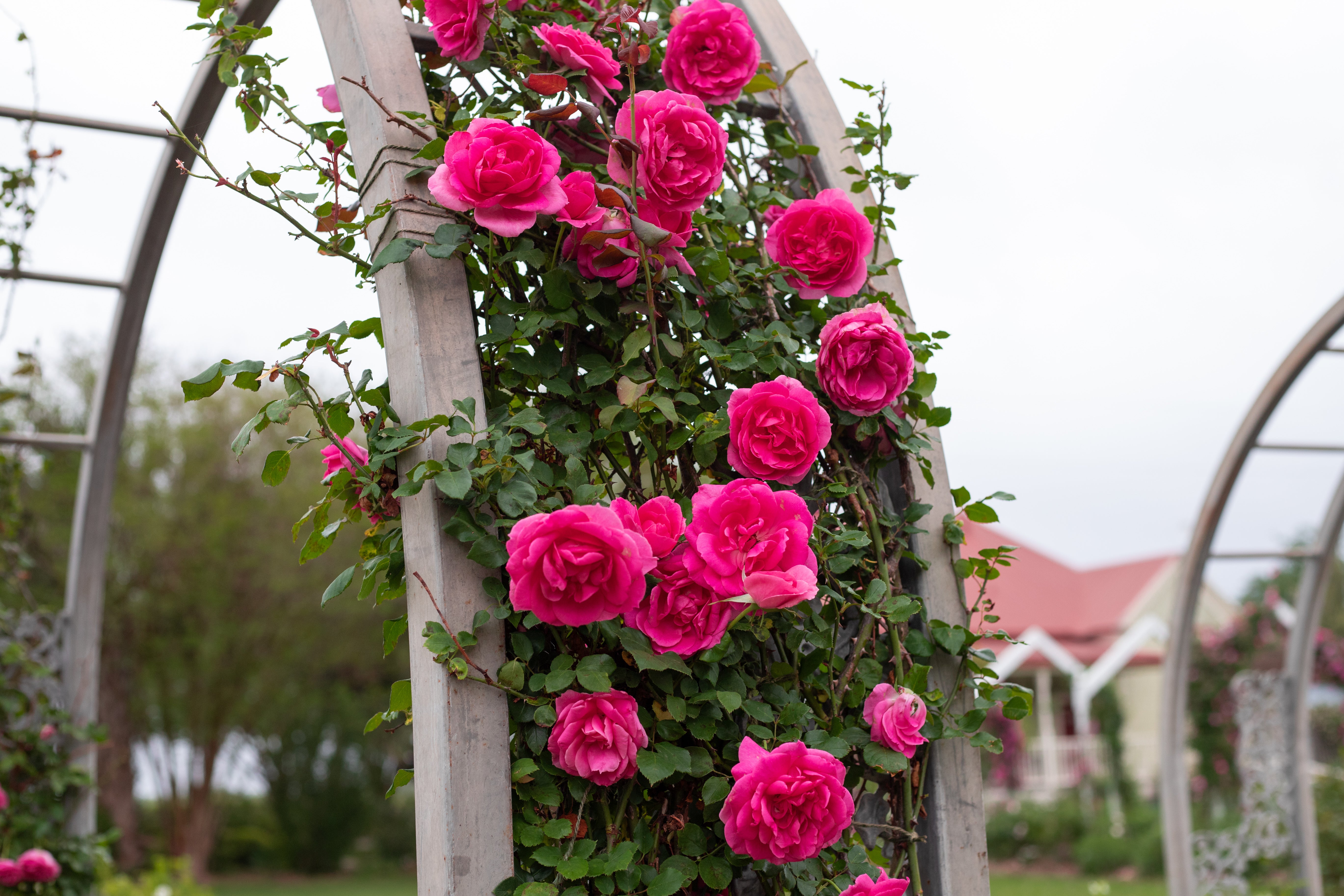 Parade – Antique Rose Emporium
