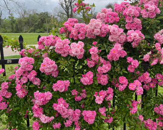 Kordes® Roses – Antique Rose Emporium