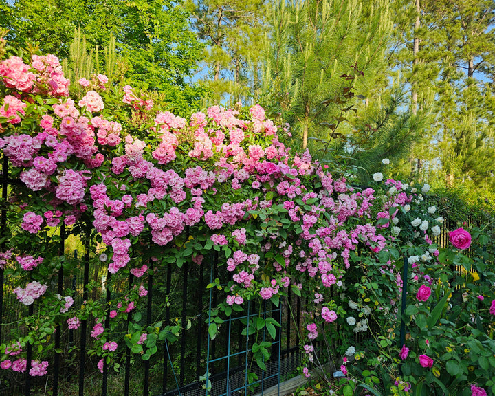 Fairy Cottage Rose Bundle (Climber Included)