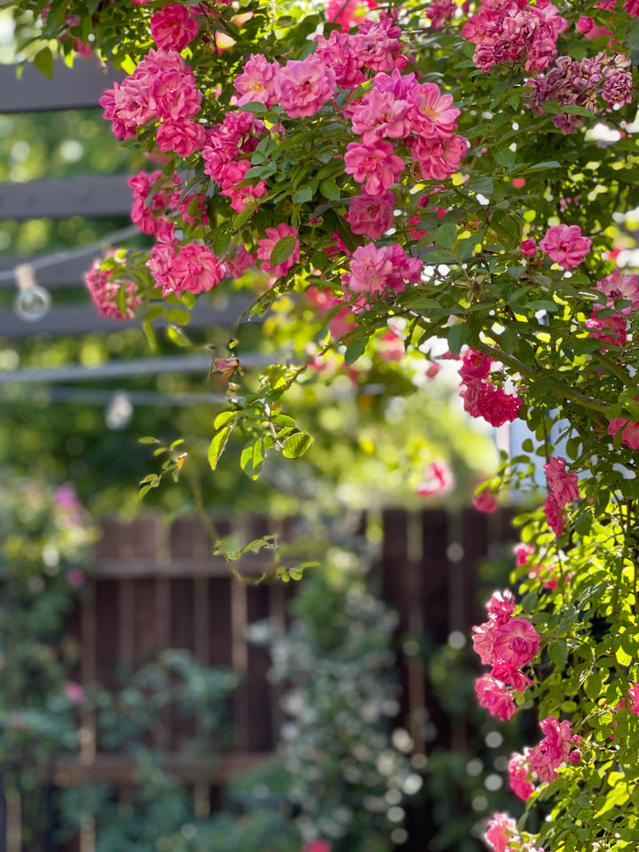 Rose bush of Peggy Martin