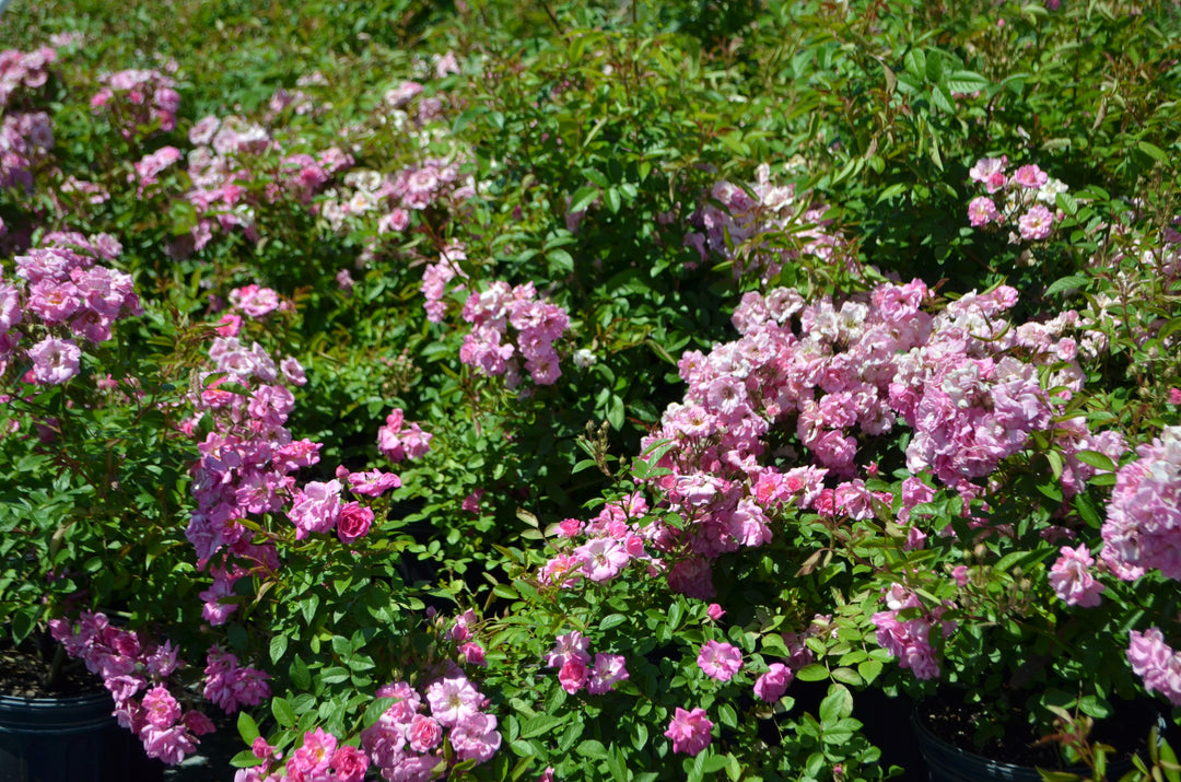 Peggy Martin pink rose bush.