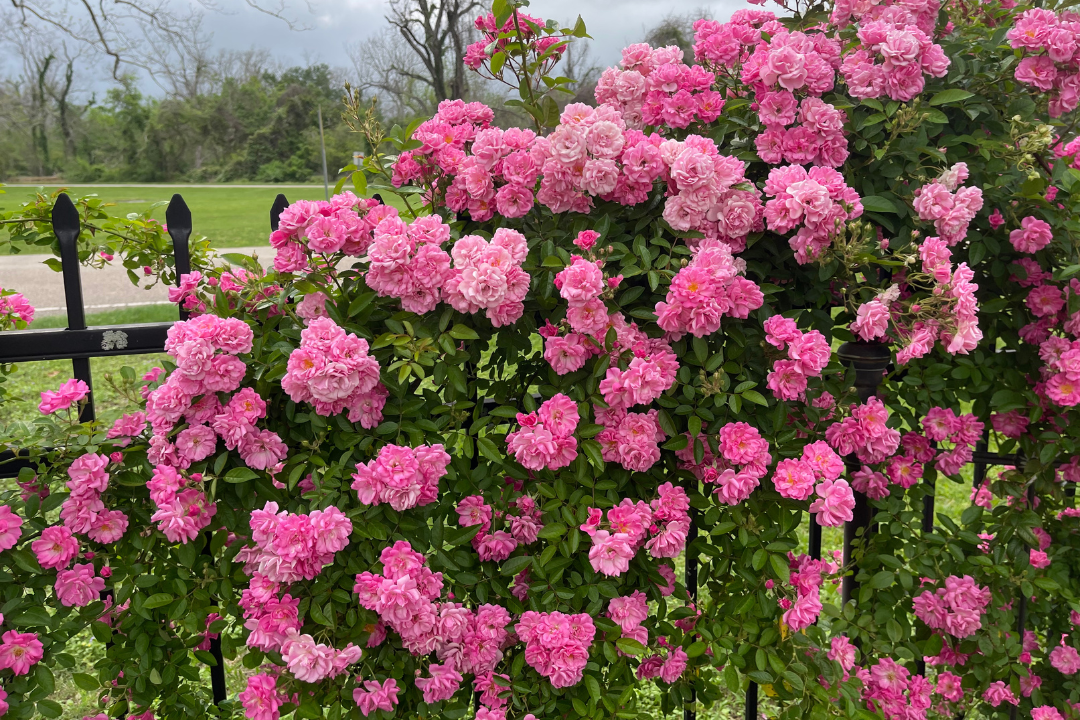 All Roses
