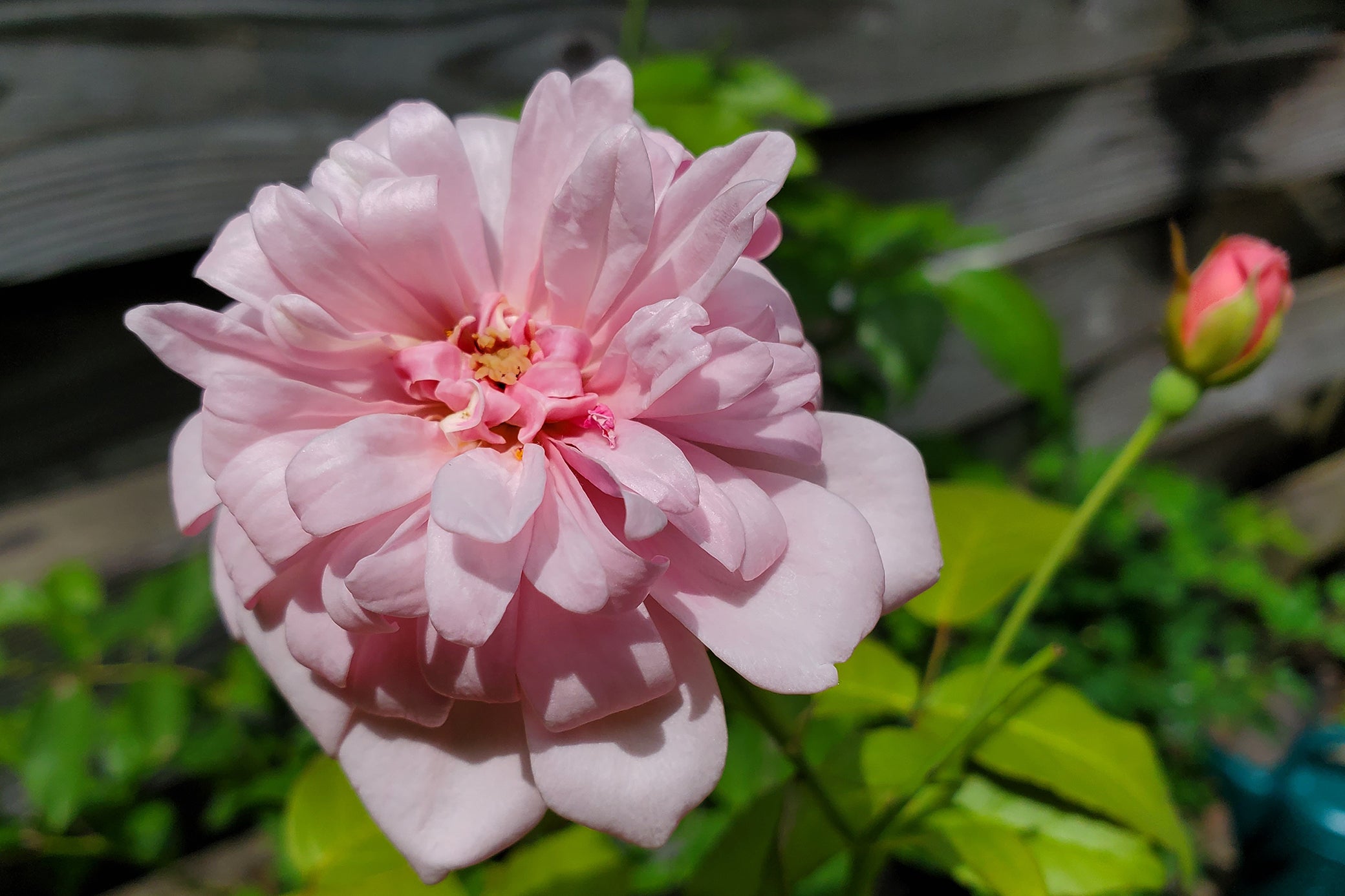Perle D'or – Antique Rose Emporium