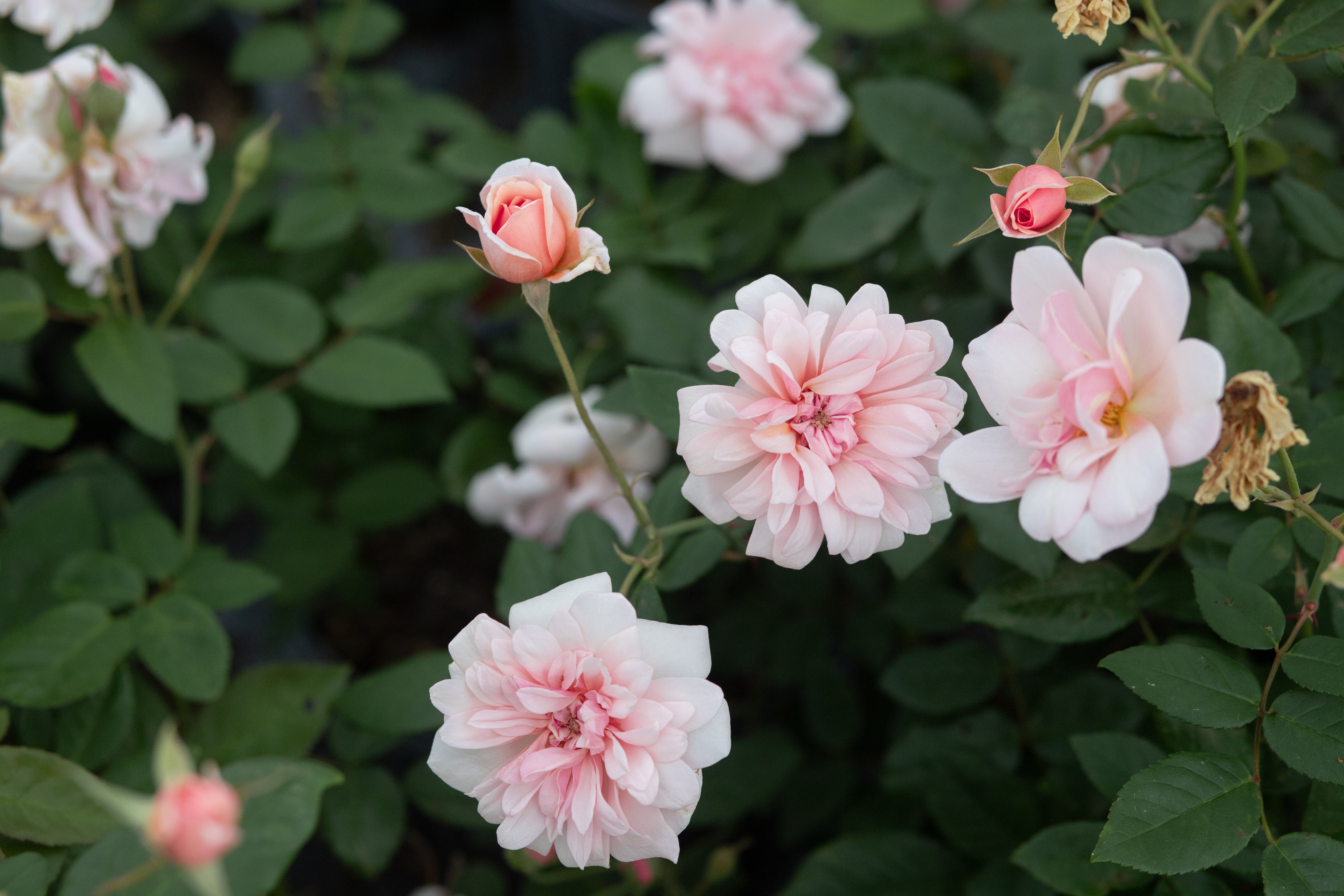 Perle D'or – Antique Rose Emporium