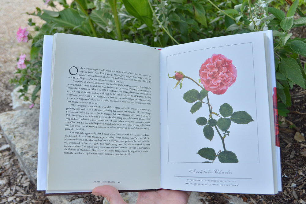 Open book with a pink rose illustration held by a hand, with greenery in the background.