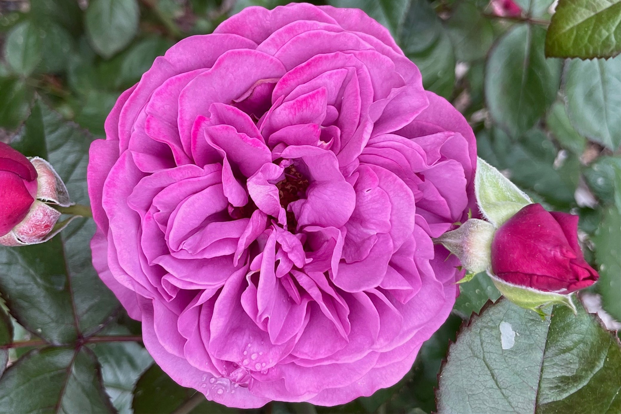 Kordes Plum Perfect Sunbelt - Thumbnail 2