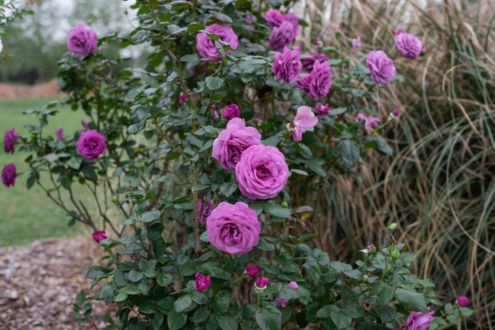 Plum Perfect™ - Sunbelt®