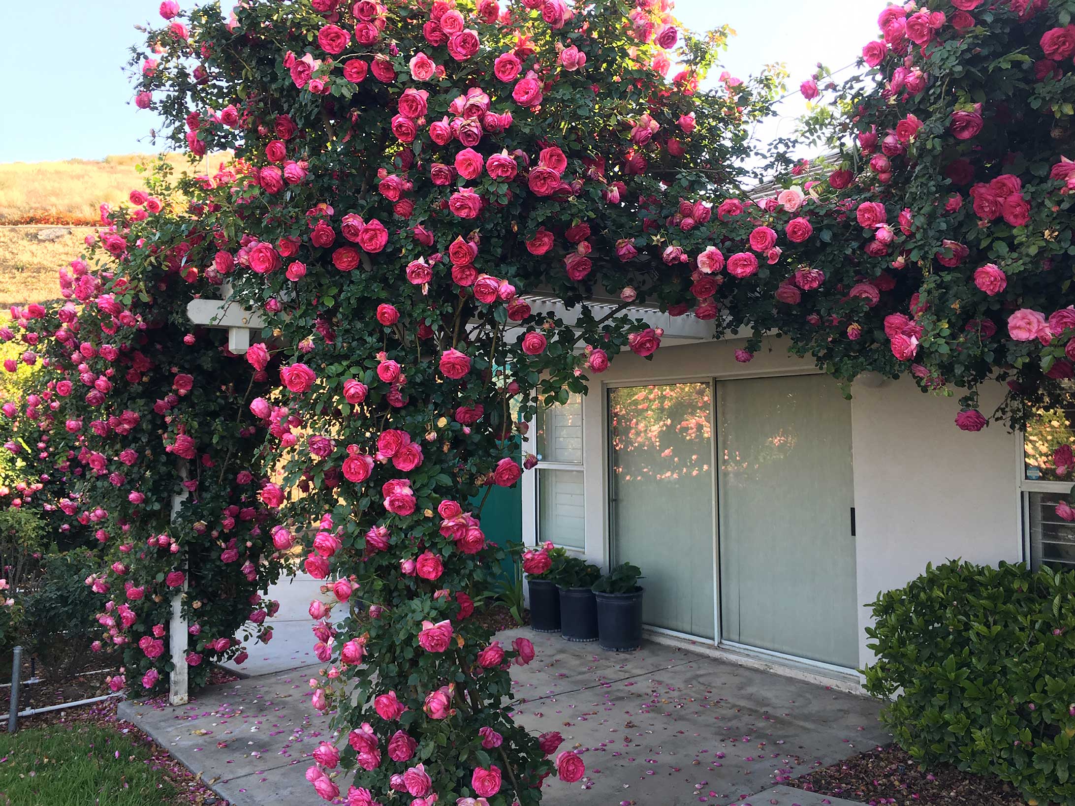 Antique Rose Emporium Eden Climber - Thumbnail 5