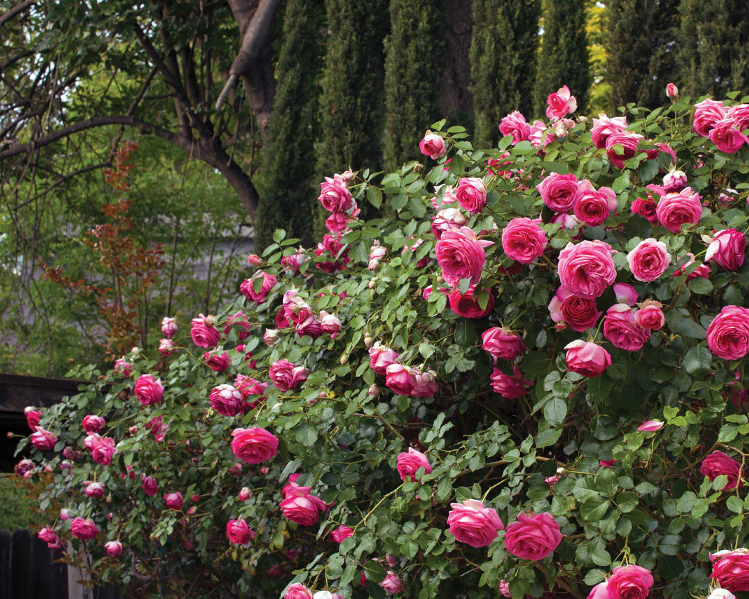 Whimsical Cottage Rose Bundle (Climber Included)