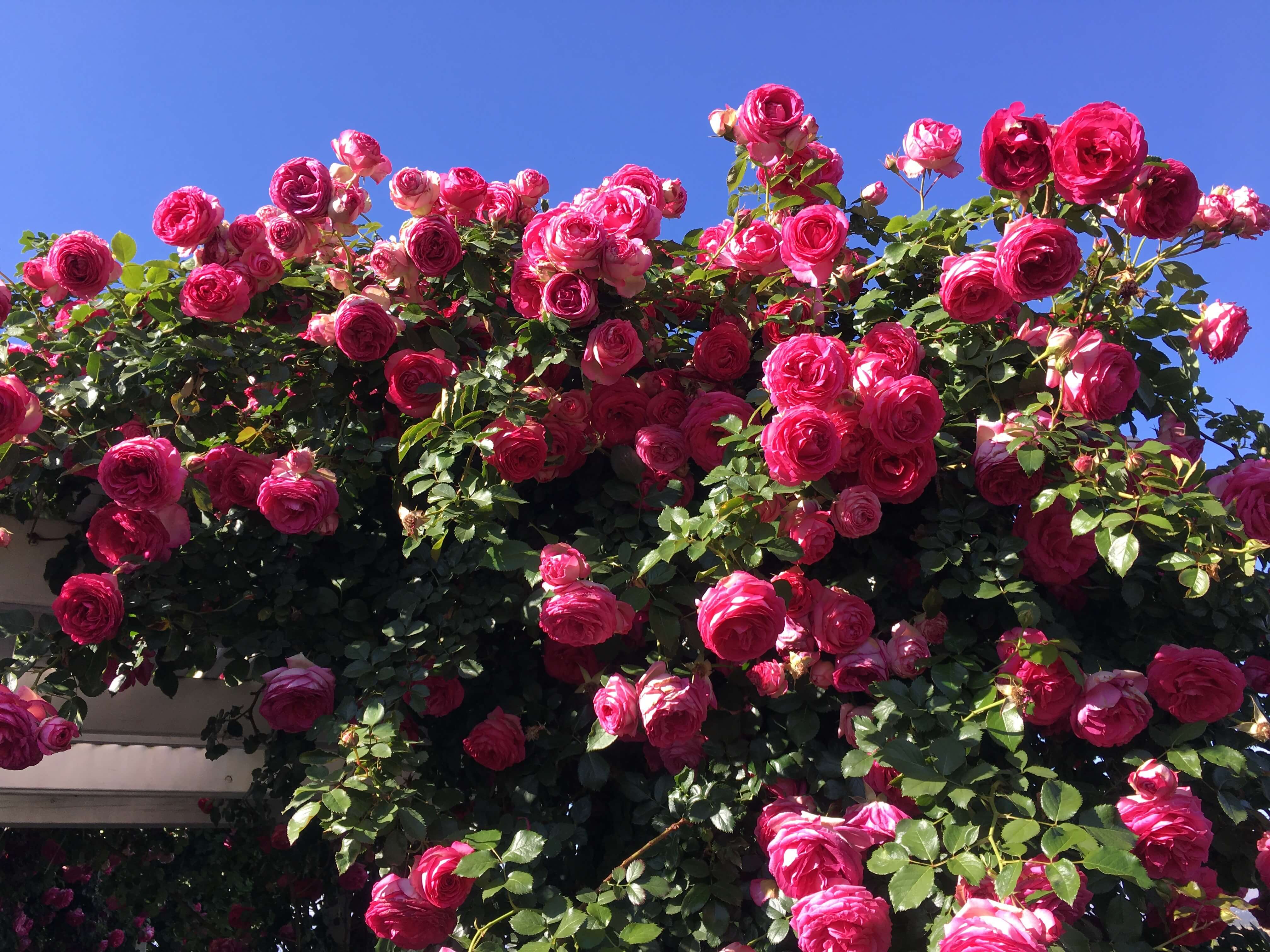 Antique Rose Emporium Eden Climber - Thumbnail 2