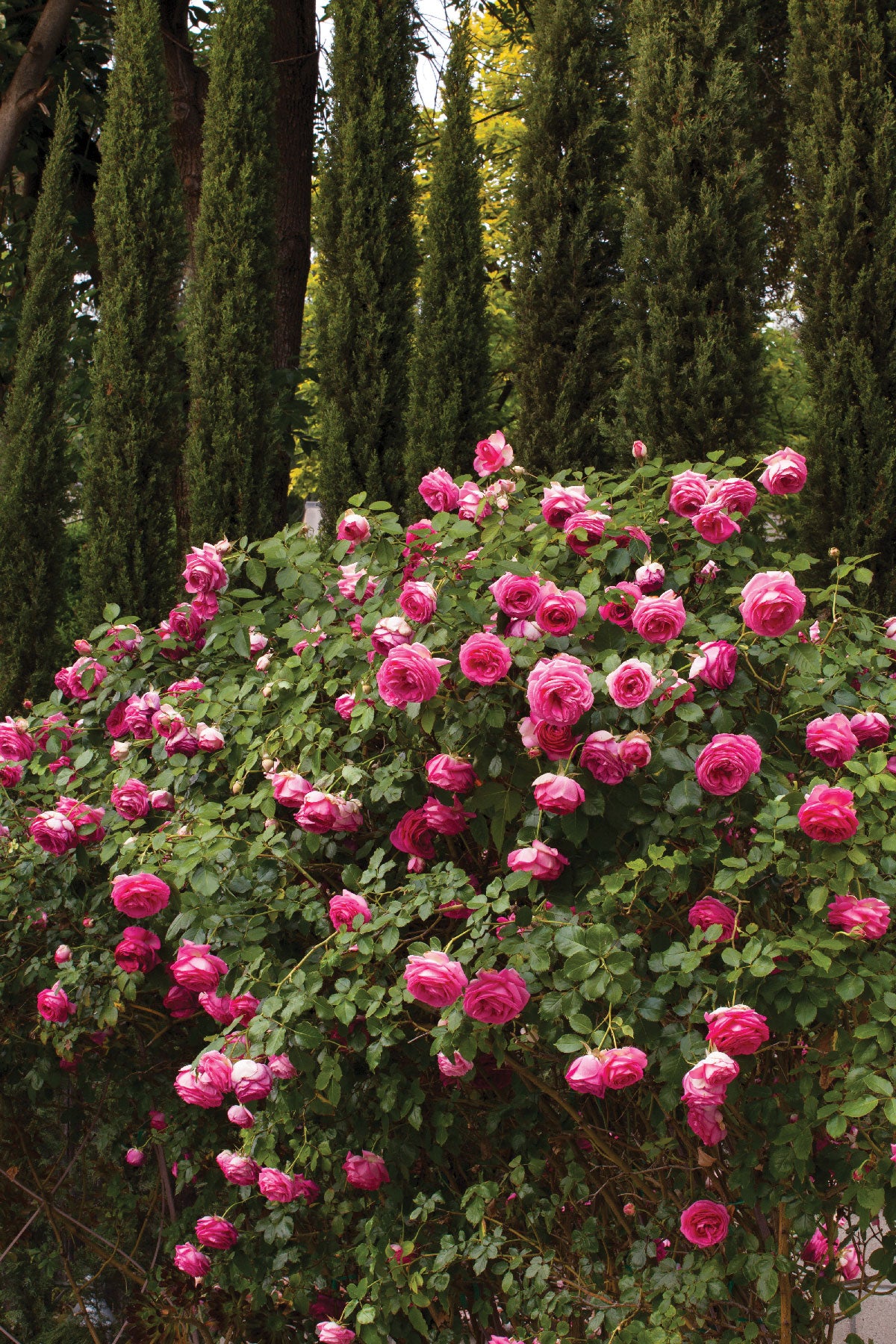 Antique Rose Emporium Eden Climber - Thumbnail 3
