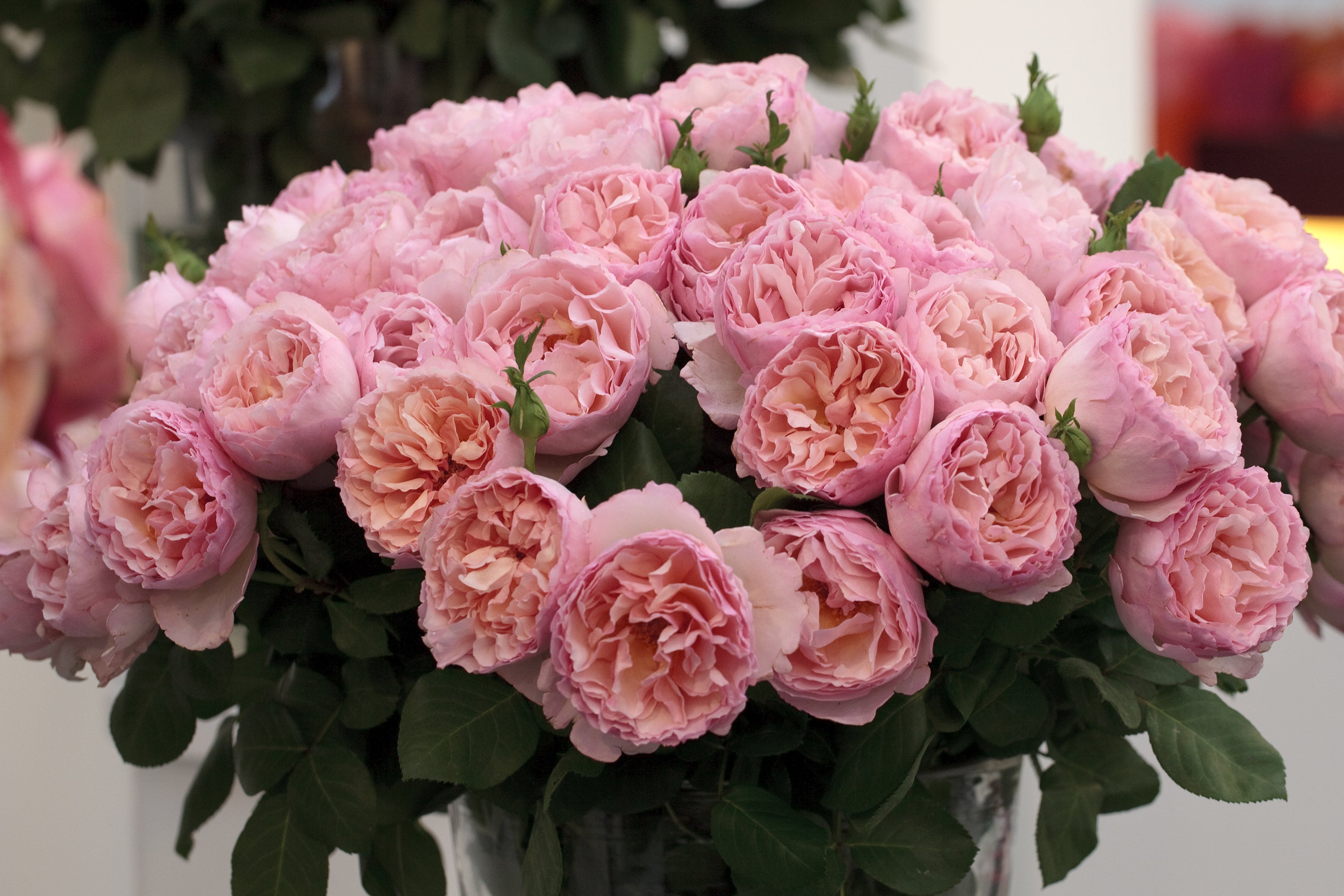 Antique Rose Emporium Princesse Charlene de Monaco Rose
