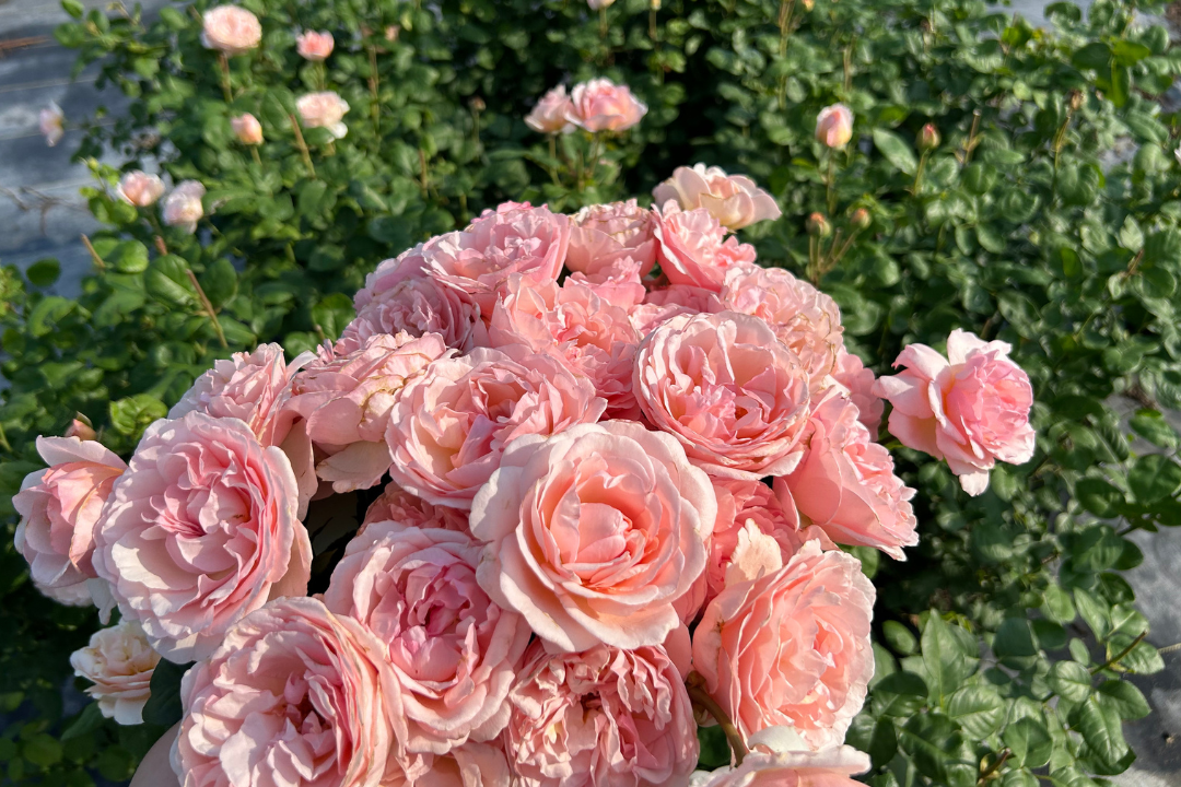 Antique Rose Emporium Princesse Charlene de Monaco Rose - Thumbnail 2