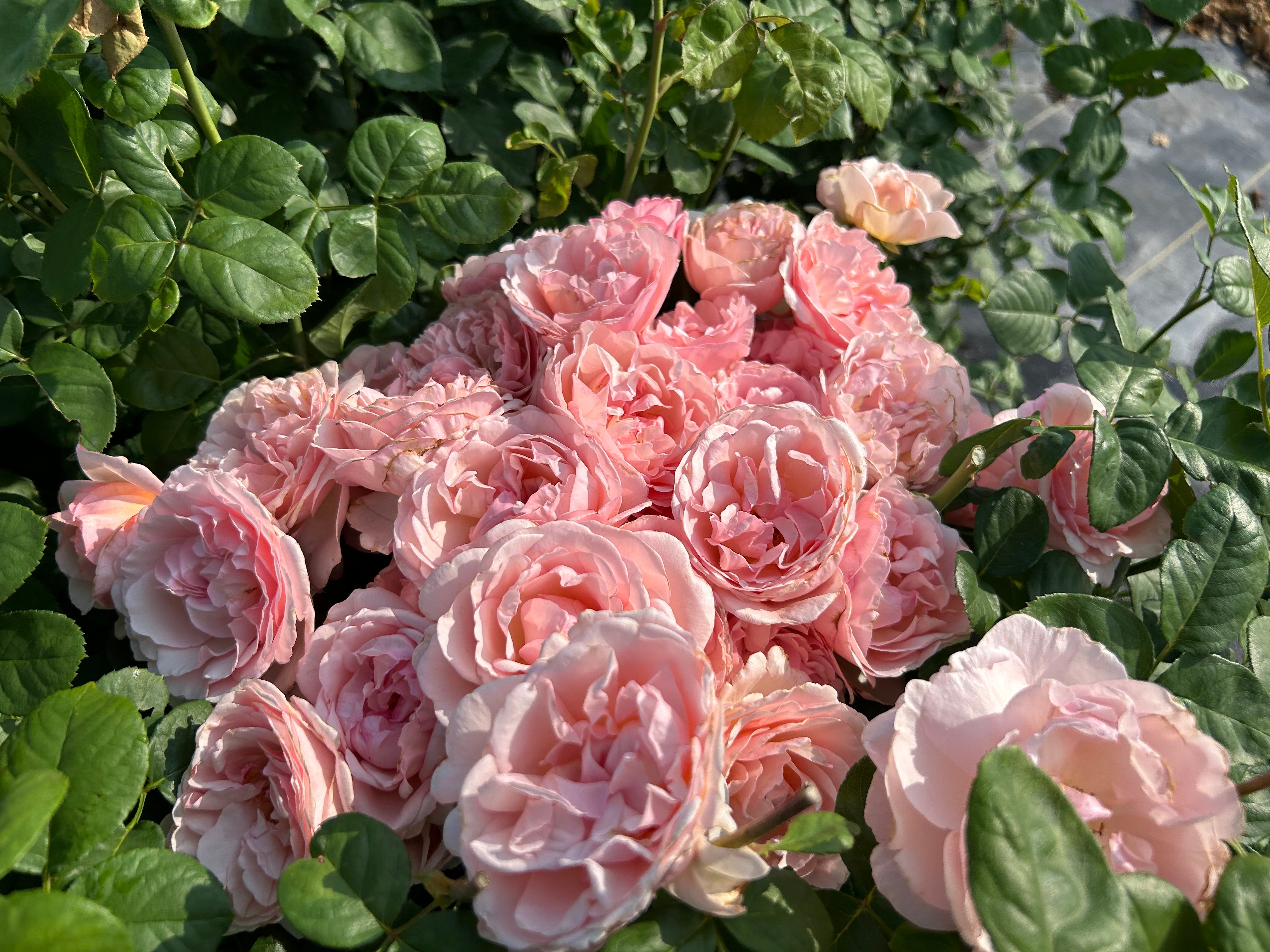 Antique Rose Emporium Princesse Charlene de Monaco Rose - Thumbnail 4