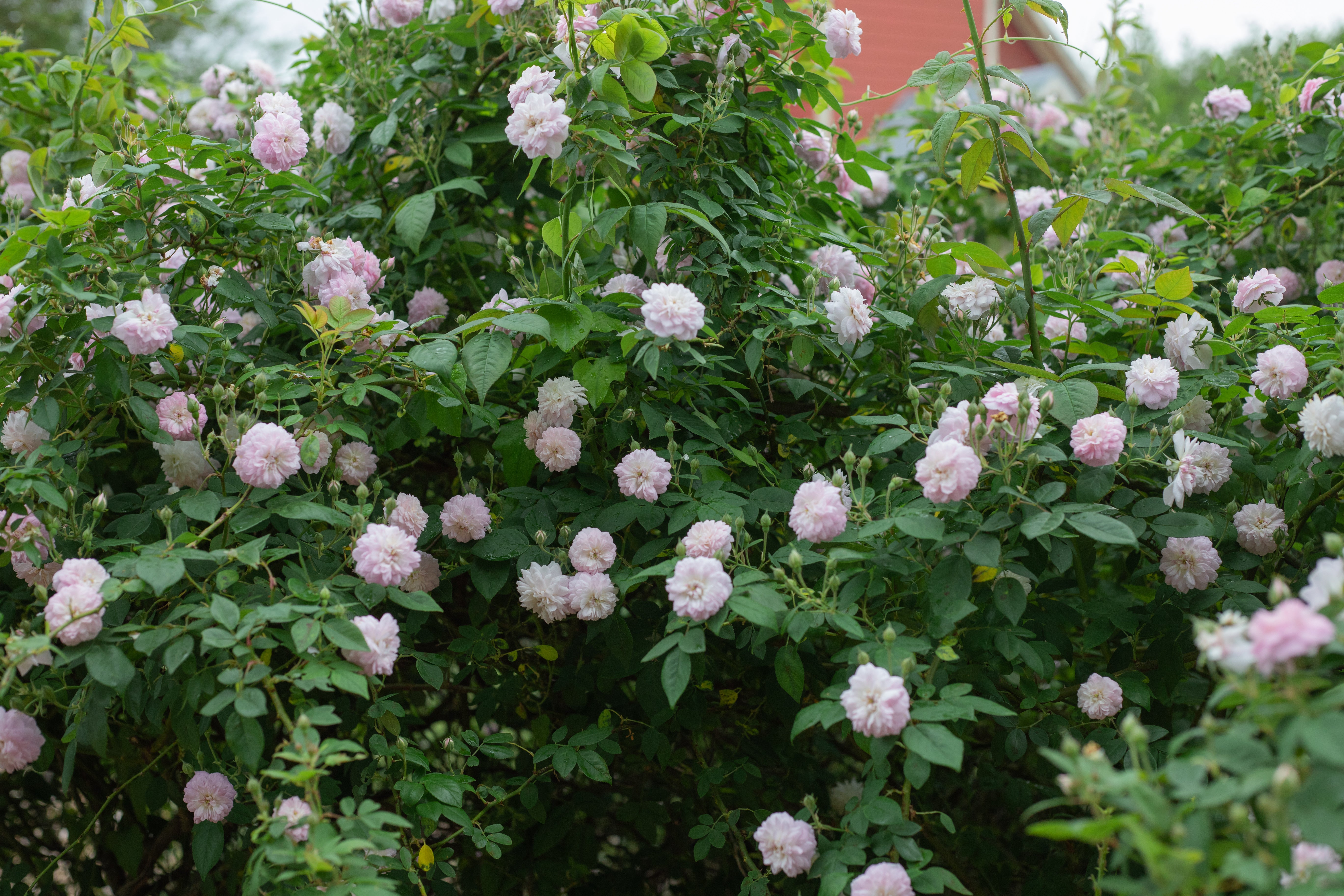 R. multiflora 'Carnea' – Antique Rose Emporium