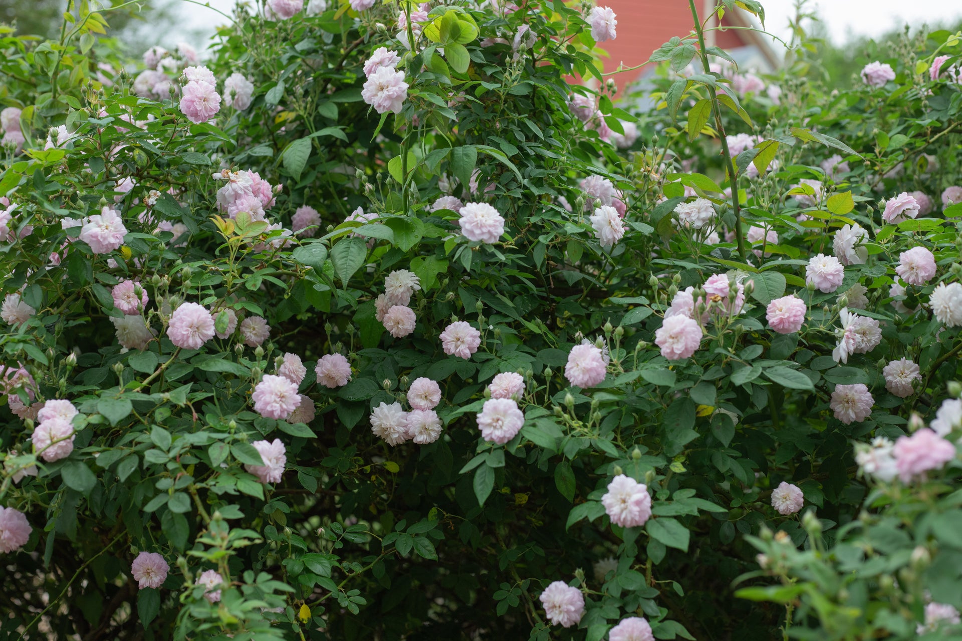 multiflora rose seeds for sale R. multiflora carnea – Antique Rose Emporium