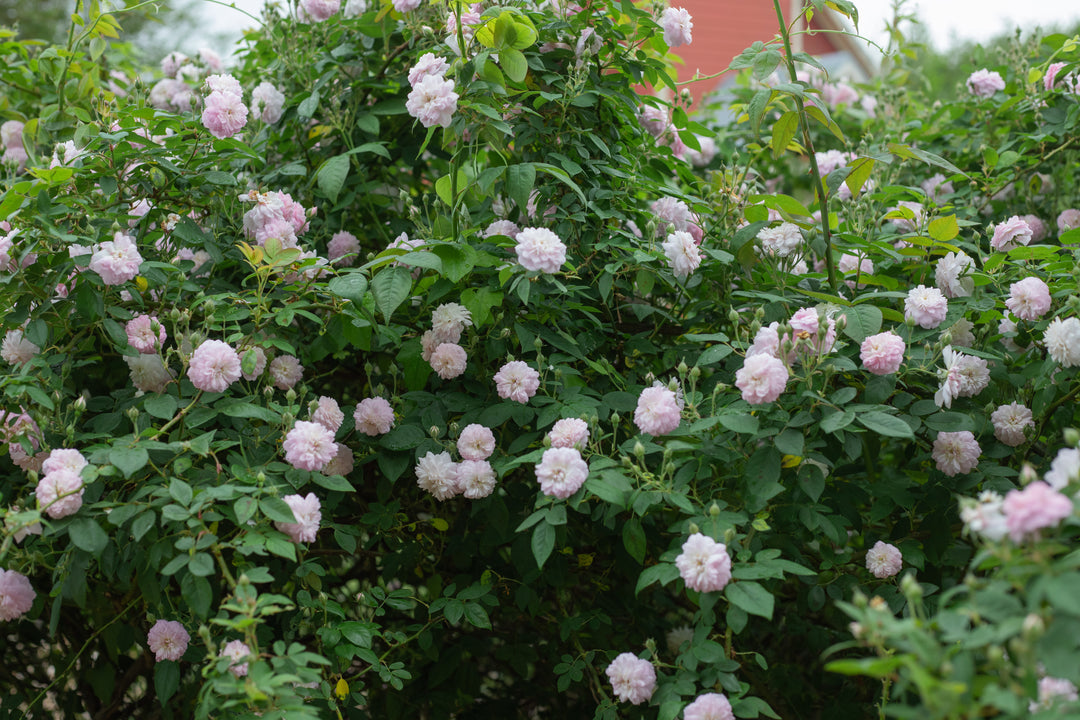 R. multiflora carnea