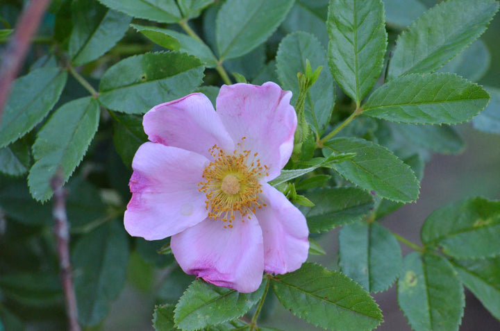 R. carolina