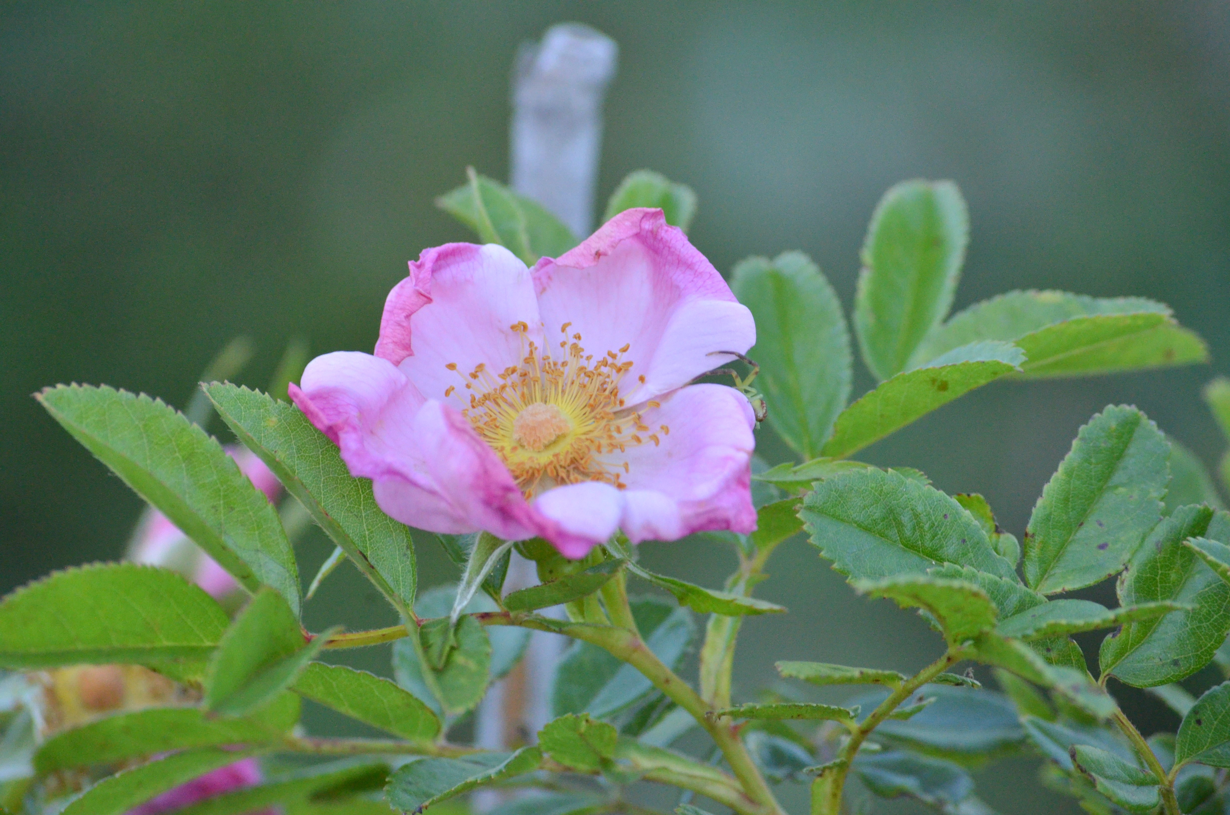 Species – Antique Rose Emporium
